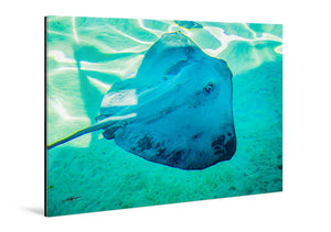 Underwater photo print of a stingray swimming in clear turquoise water, glossy acrylic finish