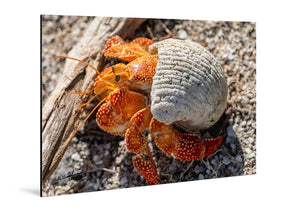 Glossy aluminum Dibond wall art featuring close-up photo of an orange hermit crab on beach sand.