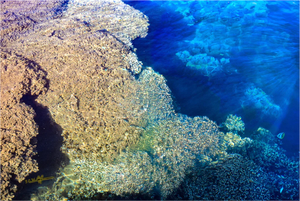 Main image Corail - Toile