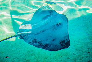 Céruléum - Plexiglas - ESPOIR PHOTOS