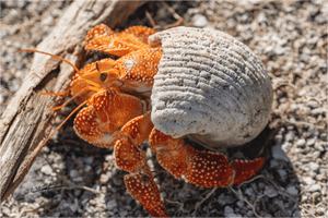 Coquille d’Ambre - ESPOIR PHOTOS