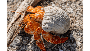 Coquille d’Ambre - Aluminium - ESPOIR PHOTOS