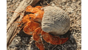 Coquille d’Ambre - Bois - ESPOIR PHOTOS