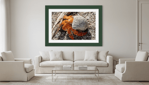 Coquille d’Ambre - Fine Art sans texture - ESPOIR PHOTOS