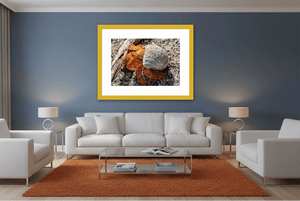 Coquille d’Ambre - Fuji Crystal - ESPOIR PHOTOS