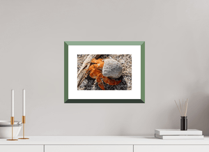 Coquille d’Ambre - Fuji Crystal avec cadre - ESPOIR PHOTOS