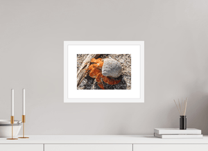 Coquille d’Ambre - Fuji Crystal avec cadre - ESPOIR PHOTOS