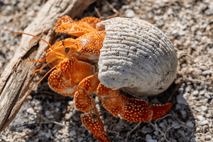 Coquille d’Ambre - Fuji Crystal avec cadre - ESPOIR PHOTOS