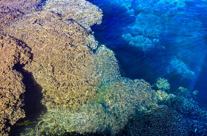 Corail - ESPOIR PHOTOS