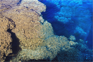 Corail - Aluminium - ESPOIR PHOTOS