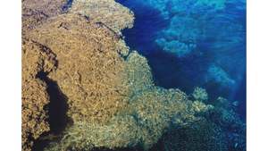 Corail - Bois - ESPOIR PHOTOS