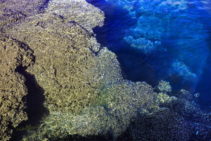 Corail - Fine Art avec texture - ESPOIR PHOTOS