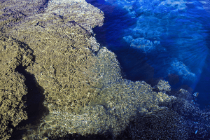 Corail - Fine Art avec texture - ESPOIR PHOTOS