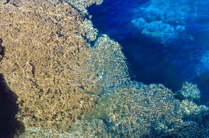 Corail - Plexiglas - ESPOIR PHOTOS