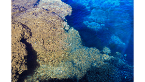 Corail - Toile - ESPOIR PHOTOS