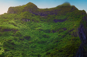 Forêt des Hauteurs - ESPOIR PHOTOS