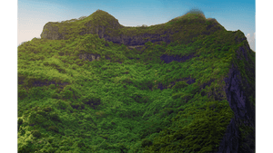 Forêt des Hauteurs - Aluminium - ESPOIR PHOTOS
