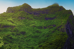 Forêt des Hauteurs - Fine Art avec texture - ESPOIR PHOTOS