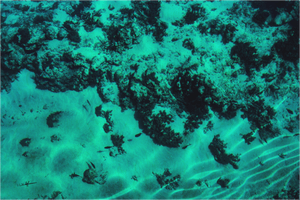 Lumières du Sable - Bois - ESPOIR PHOTOS