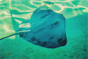 Murmure Bleu - Bois - ESPOIR PHOTOS