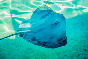 Murmure bleu - Fuji Crystal - ESPOIR PHOTOS