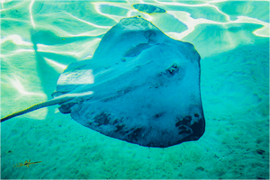 Murmure Bleu - Plexiglas - ESPOIR PHOTOS