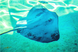 Murmure Bleu - Toile - ESPOIR PHOTOS