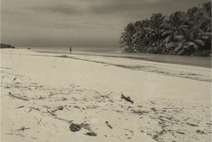 Plage Intemporelle - Bois - ESPOIR PHOTOS