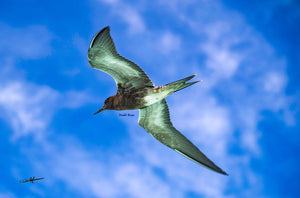 Suspension - ESPOIR PHOTOS