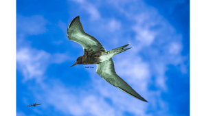 Suspension - Aluminium - ESPOIR PHOTOS