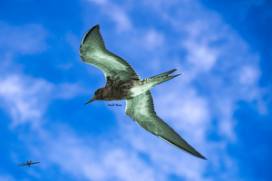 Suspension - Fine Art sans texture - ESPOIR PHOTOS