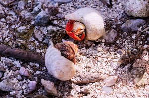 Trésors en Paire - ESPOIR PHOTOS