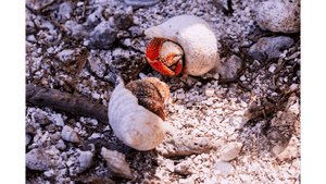 Trésors en Paire - Aluminium - ESPOIR PHOTOS