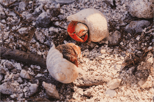 Trésors en Paire - Bois - ESPOIR PHOTOS