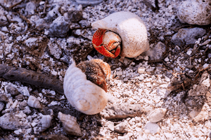 Trésors en Paire - Fuji Crystal avec cadre - ESPOIR PHOTOS