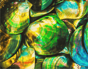 Trouvaille Marine - Bois - ESPOIR PHOTOS